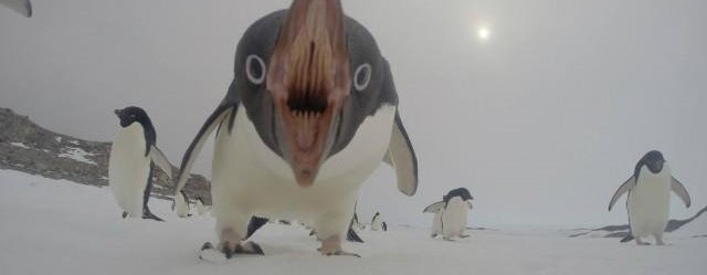 Penguin Monster