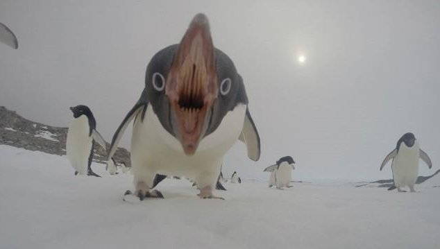 Penguin Monster